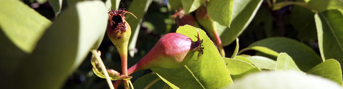 L'aventure du goût naturel